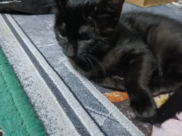 Кошка даром, Хуҷанд