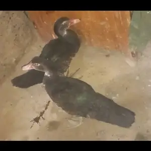 Индоутка, Панҷакент