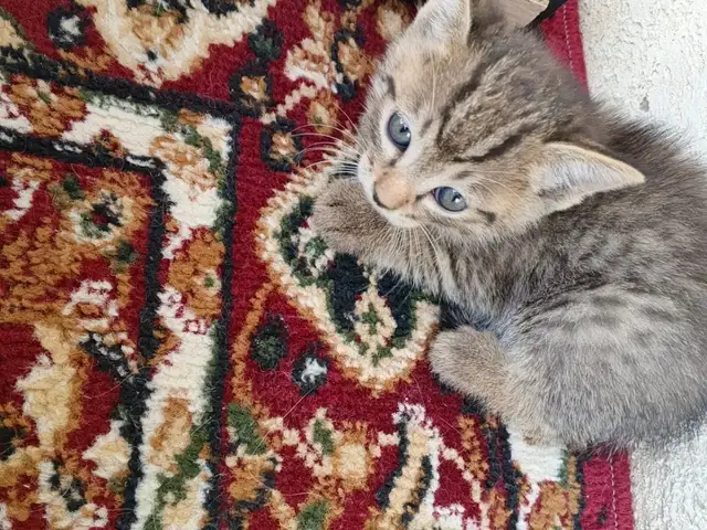 Котёнок, Душанбе