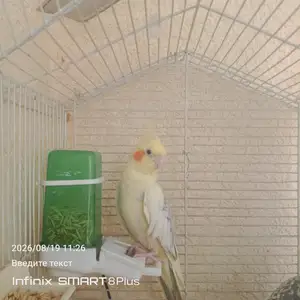Попугай корелла, Душанбе