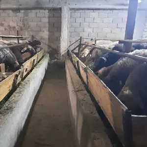 Гусфанд, Худжанд