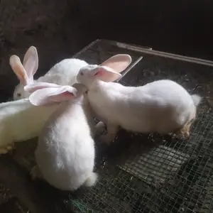 Харгуши Хикол 2.5 моха параш, Душанбе