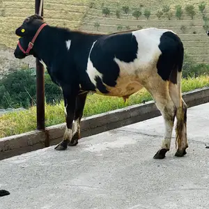 Бука, Душанбе