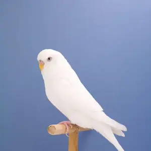 Попугай, Душанбе