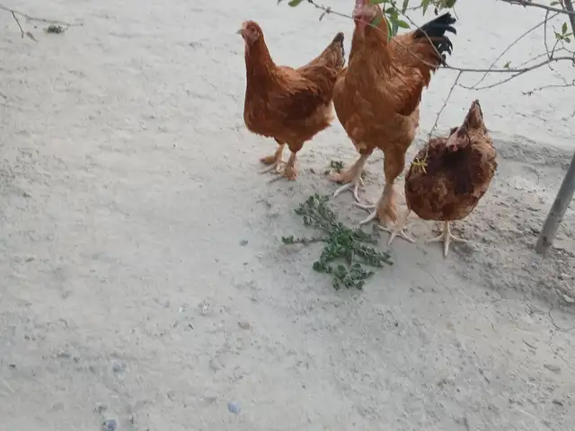 Мург, Худжанд