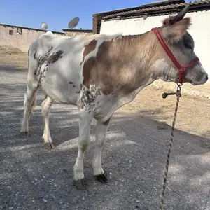 Гов, Худжанд