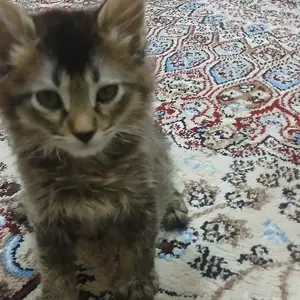 Шотландский кот, Душанбе