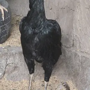 Хурус Гоной карейс, Турсунзаде