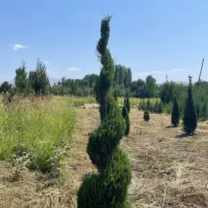 Можжевельник Спираль, Душанбе