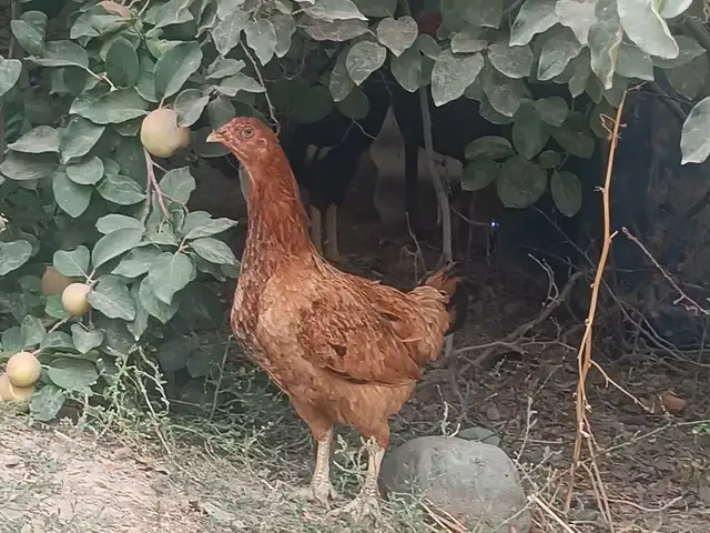 Чуча, Вахш
