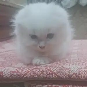 Котята породистые, возраст 2 месяца, Худжанд