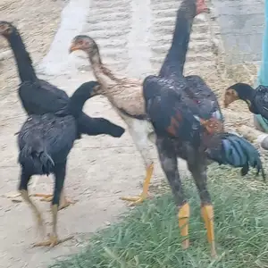 Дакан, Спитамен