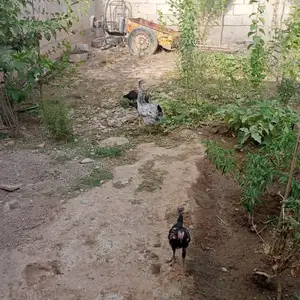 Мурғҳои хонаги, Душанбе