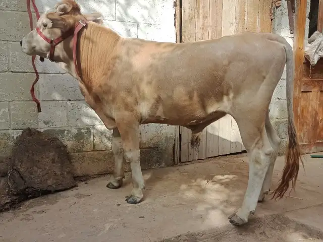 Букаи швед, Ваҳдат