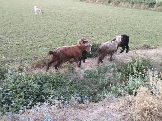 Бузхо, Рудаки