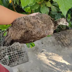 Товус, Канибадам