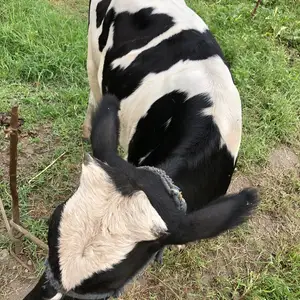 Гов, Душанбе