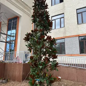 Дерево Магнолия, Душанбе