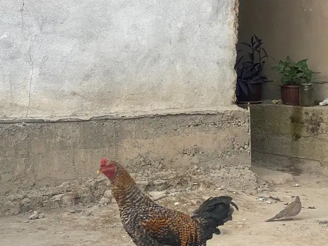 Мург, Душанбе