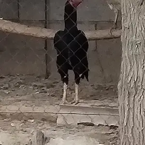 Чучаи дакан, Фархор