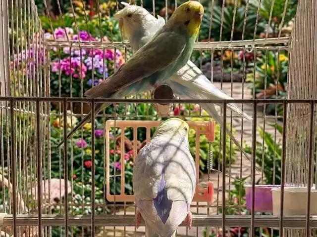 Попугай, Душанбе
