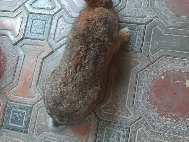 Харгуш, Хуҷанд