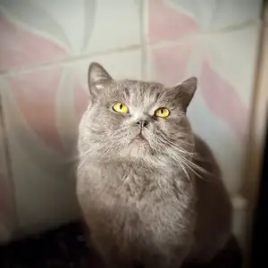 Шотландская кошка, Бохтар (Курган-Тюбе)