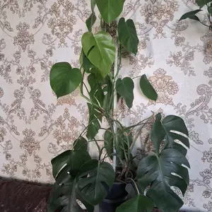 Монстера, Душанбе