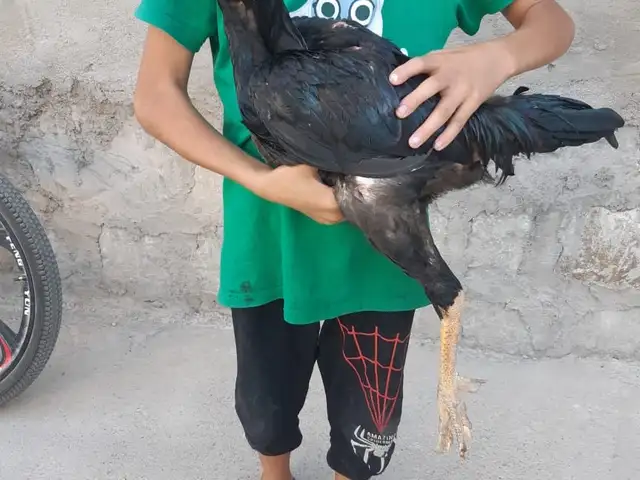 Чучахо, Абдурахмони Джоми