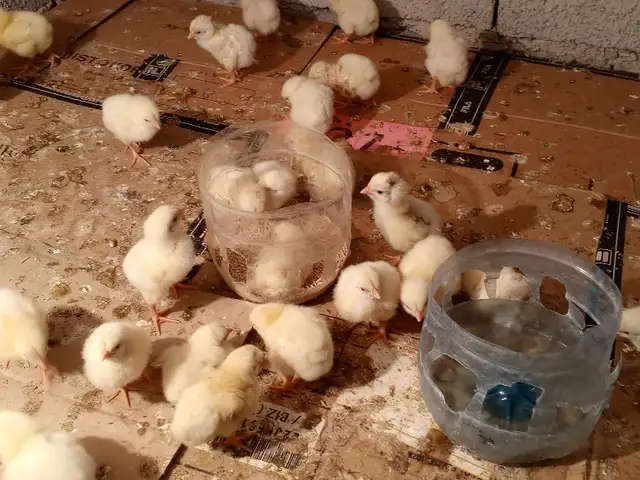 Чучахои Бройлер, Душанбе
