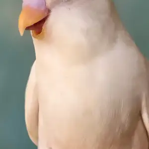 Попугай, Душанбе