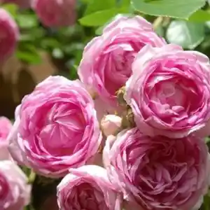 Роза жасмина плетистая, Душанбе