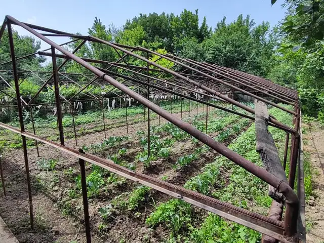 Парник, Душанбе