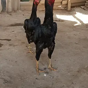 Мурги Шамо, Хуҷанд