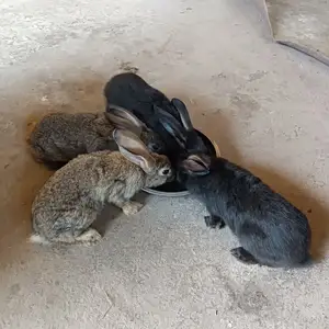 Харгушҳои маҳали, Душанбе