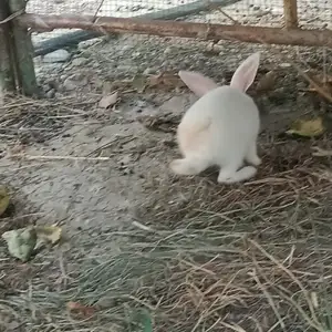 Харгуши сафед, Худжанд