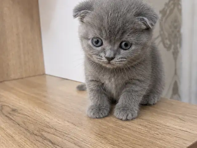 Шотландские вислоухие котята, Душанбе - 3