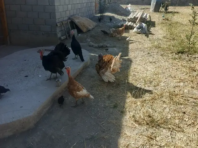 Индюк, Деваштич (Ғончӣ)