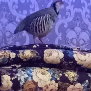 Кабк, Душанбе