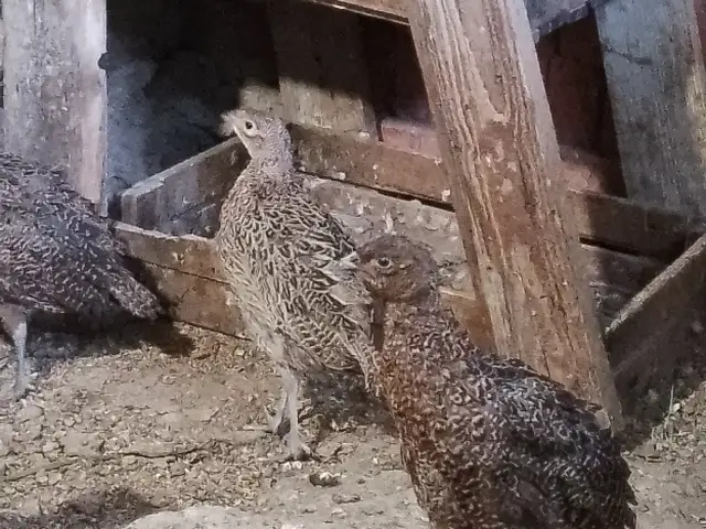 Чучахои фазан, Исфара