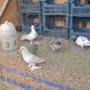 Кафтар, Душанбе