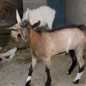 Такка, Худжанд