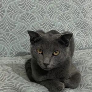 Британский кот, Душанбе