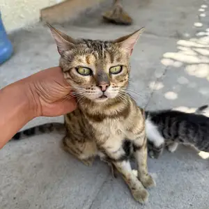Бенгальские кошки, Худжанд