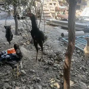 Дакан, Душанбе