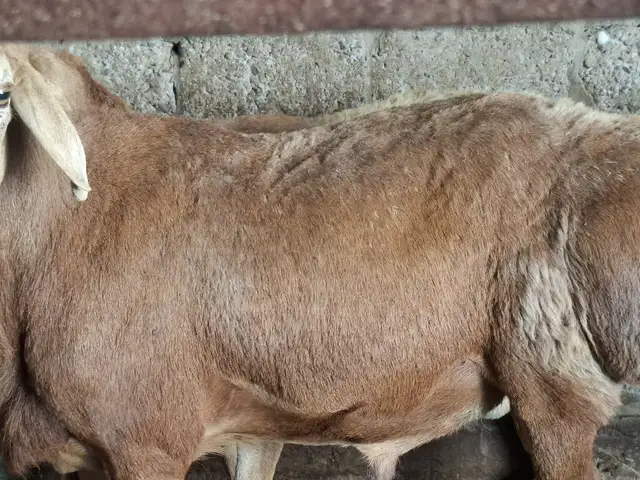 Гусфанди калон, Худжанд