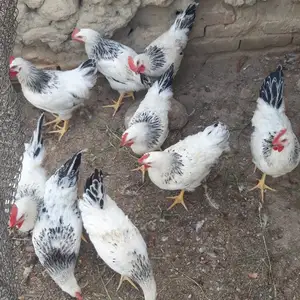 Хуруз Рябушка, Хуҷанд