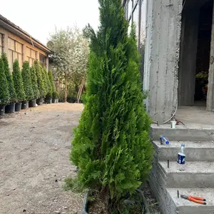 Туяи самаранҷ, Душанбе