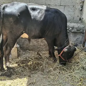 Гов, Душанбе