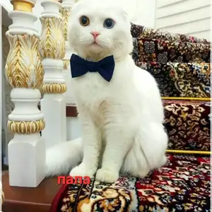 Кот на вязку, Худжанд
